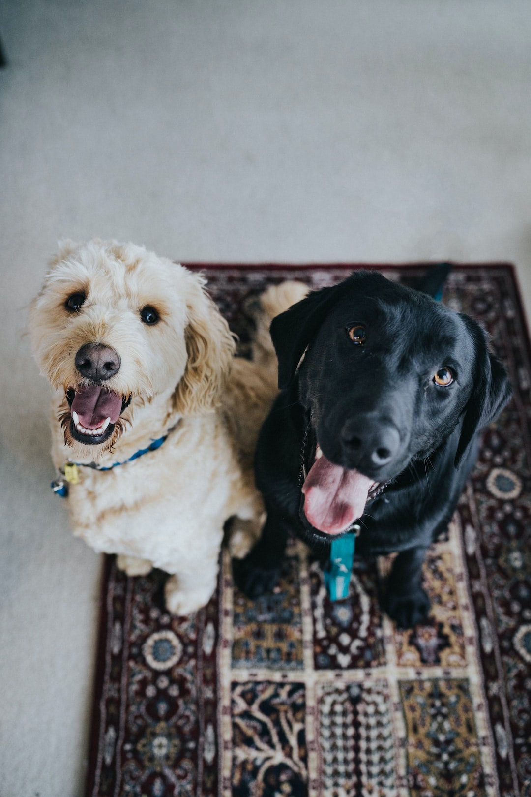 Allowing Pets in a Rental Property: 5 Things To Consider Beforehand